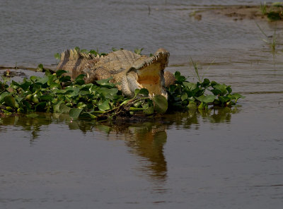 Nile crocodile (IMG_8303)