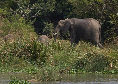 African Elephant (IMG_8314)