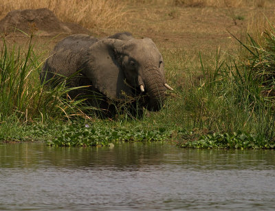 African Elephant (IMG_8319)