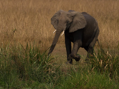 African Elephant (IMG_8325)