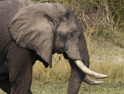 African Elephant (IMG_8416)