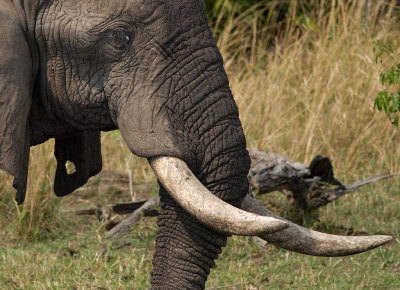 African Elephant (IMG_8419)