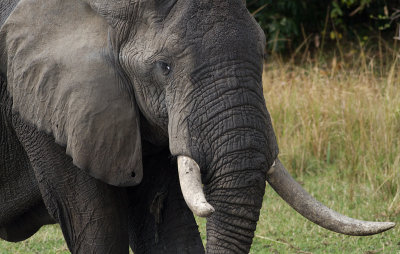 African Elephant (IMG_8423)