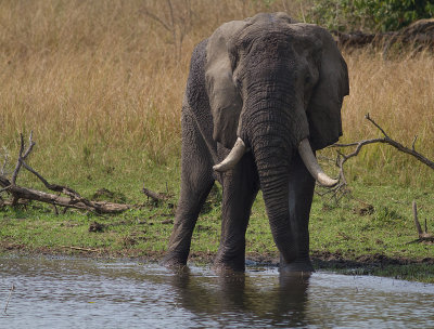 African Elephant (IMG_8425)