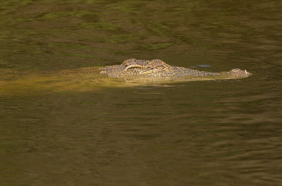 Nile crocodile (IMG_8440)