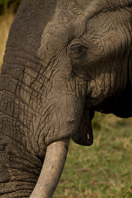 African Elephant (IMG_8481)