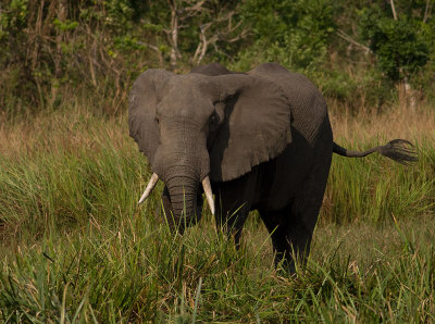 African Elephant (IMG_8502)