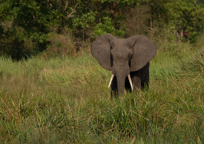 African Elephant (IMG_8503)
