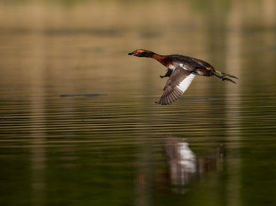 Svarthakedopping [Horned grebe] IMG_2585.jpg