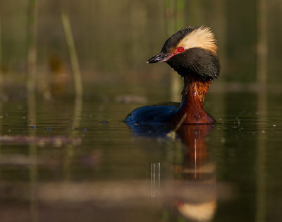 Svarthakedopping [Horned grebe] IMG_2641.jpg