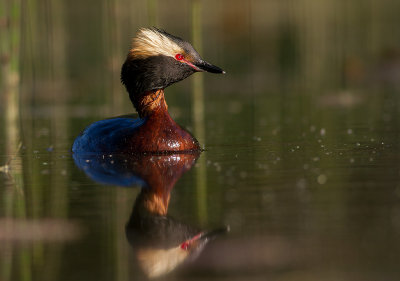 Svarthakedopping [Horned grebe] IMG_2651.jpg