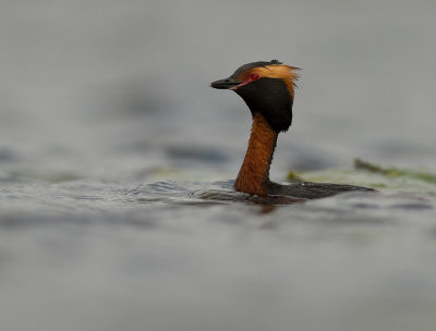 Svarthakedopping [Horned grebe] IMG_7804.jpg