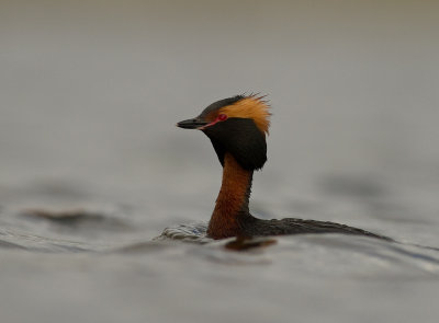 Svarthakedopping [Horned grebe] IMG_7814.jpg