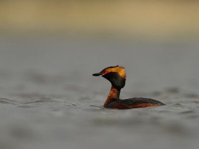 Svarthakedopping [Horned grebe] IMG_7820.jpg