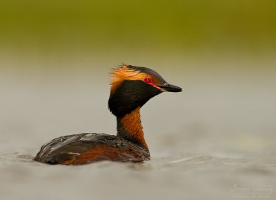 Svarthakedopping [Horned grebe] IMG_7845.jpg
