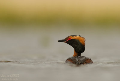 Svarthakedopping [Horned grebe] IMG_7851.jpg