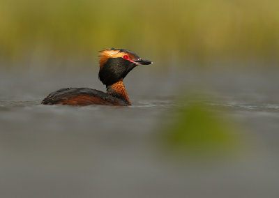 Svarthakedopping [Horned grebe] IMG_7855.jpg