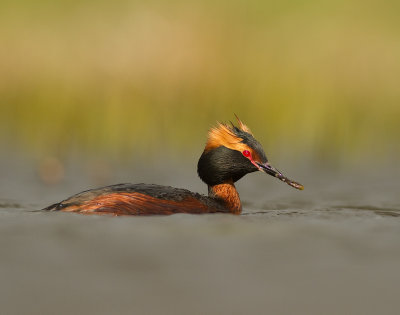 Svarthakedopping [Horned grebe] IMG_7862.jpg