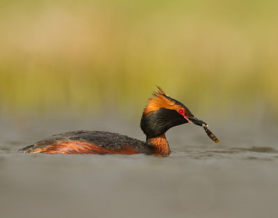 Svarthakedopping [Horned grebe] IMG_7864.jpg