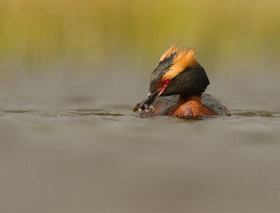 Svarthakedopping [Horned grebe] IMG_7869.jpg