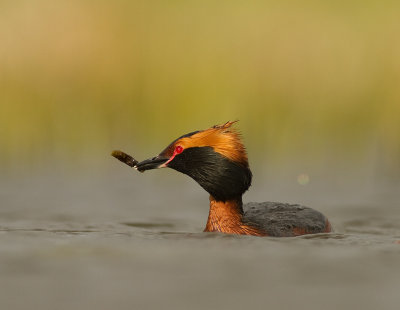 Svarthakedopping [Horned grebe] IMG_7870.jpg