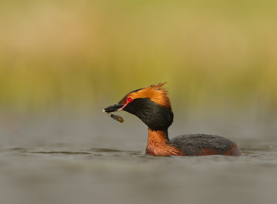 Svarthakedopping [Horned grebe] IMG_7871.jpg