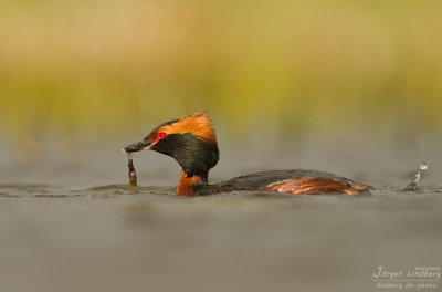Svarthakedopping [Horned grebe] IMG_7874.jpg