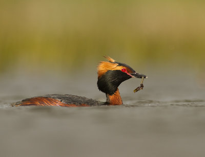Svarthakedopping [Horned grebe] IMG_7890.jpg