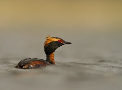 Svarthakedopping [Horned grebe] IMG_7898.jpg