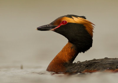Svarthakedopping [Horned grebe] IMG_7957.jpg