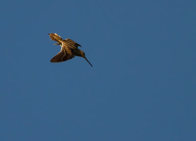 Enkelbeckasin [Common Snipe] IMG_3975.jpg