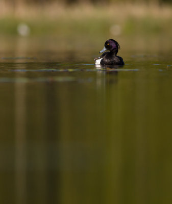 IMG_2351-vigg.jpg