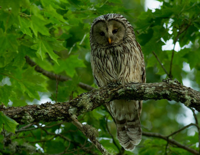Slaguggla [Ural Owl] IMG_2525-slag.jpg