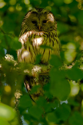 Slaguggla [Ural Owl] IMG_2674-slag.jpg