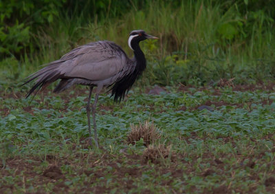 Jungfrutrana [Demoiselle Crane]