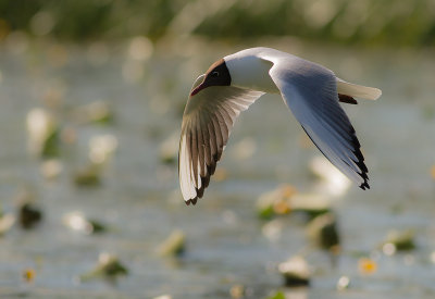 Skrattms [Black-headed Gull] IMG_3558.jpg