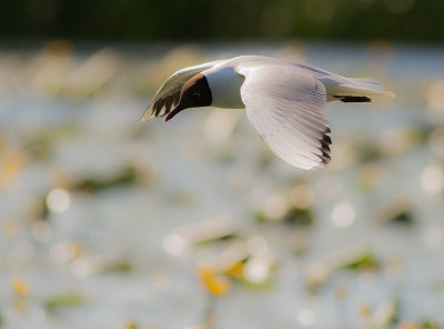 Skrattms [Black-headed Gull] IMG_3560.jpg