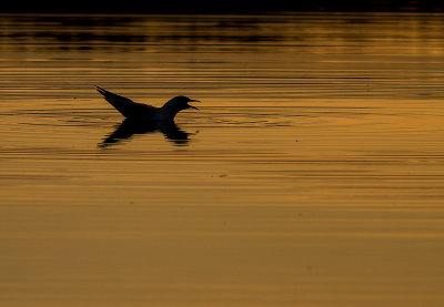 Skrattms [Black-headed Gull] IMG_5510.jpg