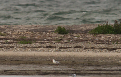 kenpipare [Greater sand plover] 