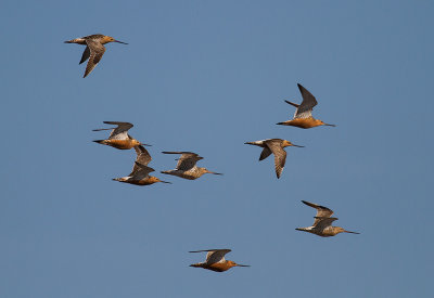 Myrspov [Bar-tailed Godwit] IMG_6194.jpg