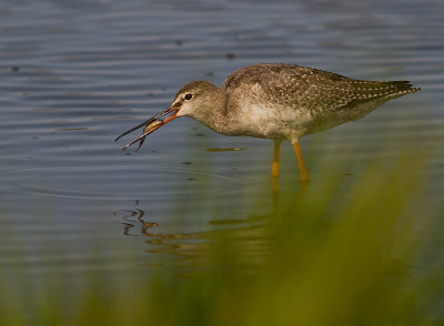 Svartsnppa [Spotted Redshank] IMG_6821.jpg
