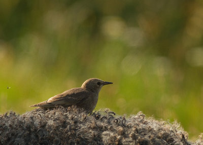Stare [Common Starling] IMG_7304.jpg