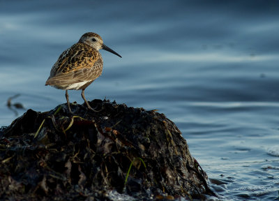 Krrsnppa  [Dunlin] IMG_7424.jpg