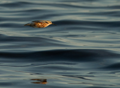 Spovsnppa [Curlew Sandpiper] IMG_7490.jpg