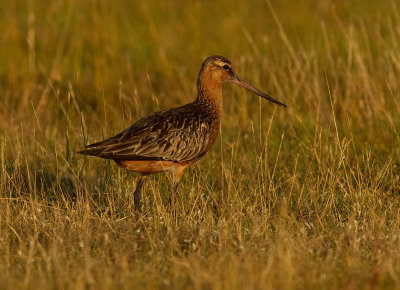 Myrspov [Bar-tailed Godwit] IMG_7580.jpg