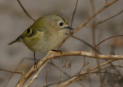 Kungsfgel  [Goldcrest] IMG_7645.jpg