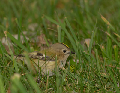 Kungsfgel  [Goldcrest] IMG_7680.jpg