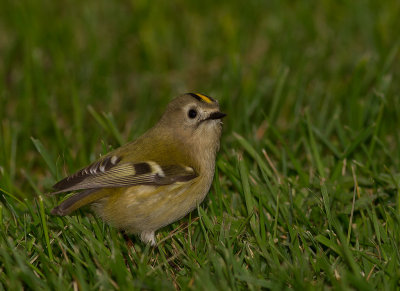 Kungsfgel  [Goldcrest] IMG_7732.jpg