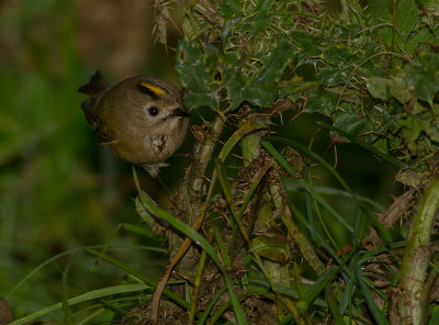 Kungsfgel  [Goldcrest] IMG_7846.jpg