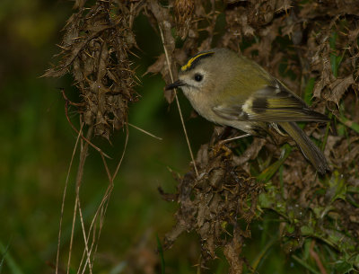 Kungsfgel  [Goldcrest] IMG_7848.jpg